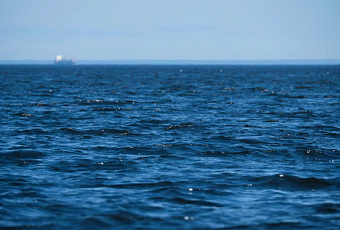 Российские учёные открыли новый вид моллюска и перевернули биологическую классификацию