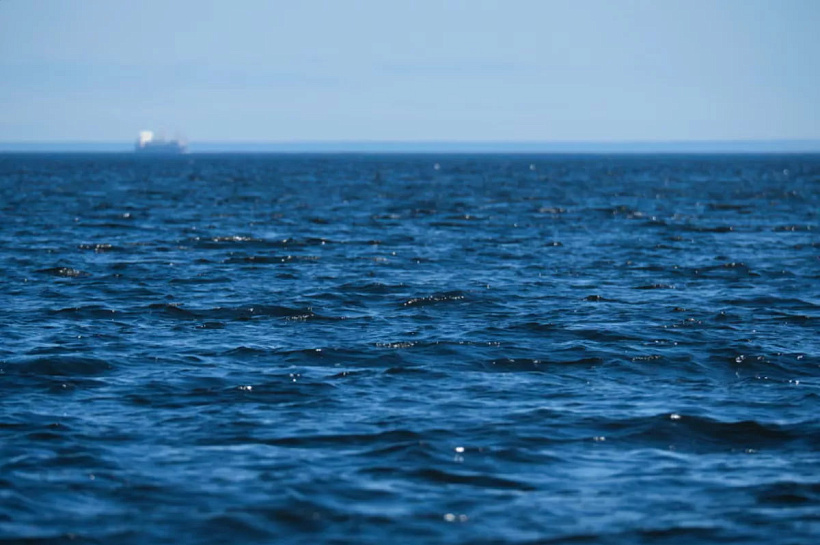 Российские учёные открыли новый вид моллюска и перевернули биологическую классификацию