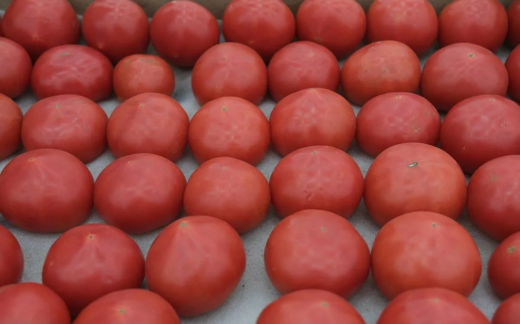  Китайские учёные создали генно-модифицированный сорт помидоров с ароматом попкорна