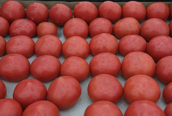 Россельхознадзор забраковал 67 тонн импортных томатов, поступивших в Краснодарский край