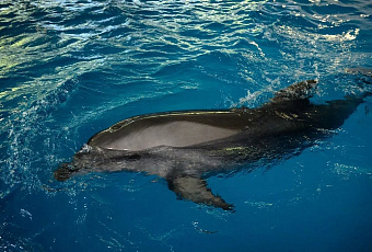 Учёные получили новые данные о языке дельфинов Черного моря: афалины и белобочки заговорят в акустическом каталоге