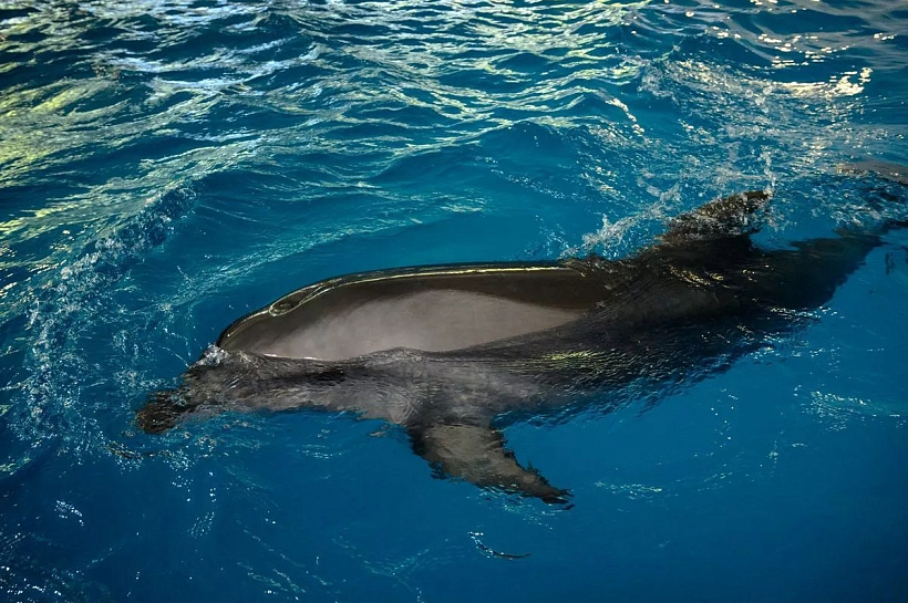 Учёные получили новые данные о языке дельфинов Черного моря: афалины и белобочки заговорят в акустическом каталоге