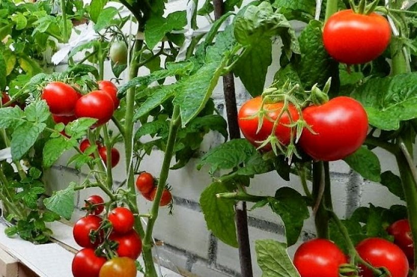 Выращиваем помидоры на подоконнике