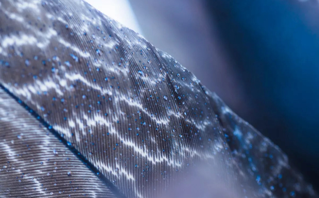 Алмазная сова помогла ученым создать новый способ охлаждения электроники