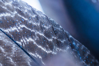 Алмазная сова помогла ученым создать новый способ охлаждения электроники