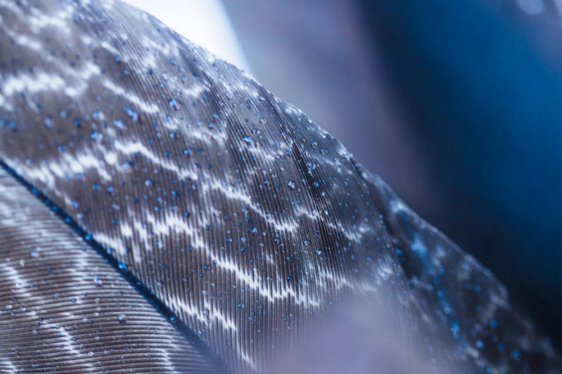 Алмазная сова помогла ученым создать новый способ охлаждения электроники