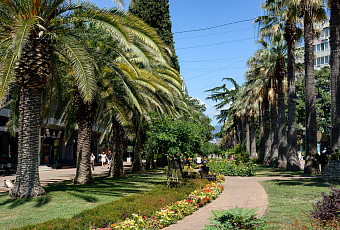 Сочи и Новороссийск возглавили рейтинг самых зеленых городов России