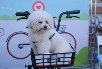 Сочи и Краснодар вошли в топ-5 популярных направлений для отдыха с питомцами в марте 2026 года