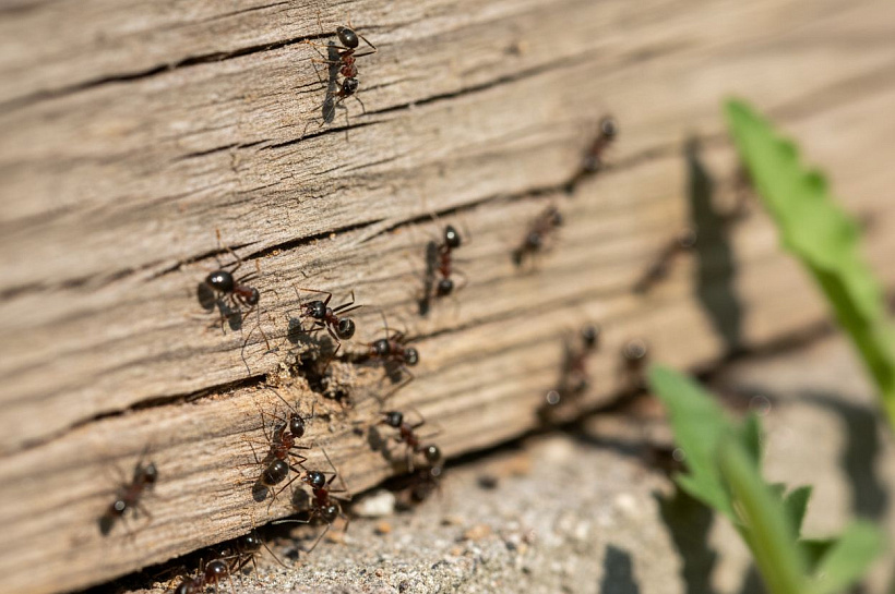 Почему муравьев стало больше и как с ними бороться безопасными методами