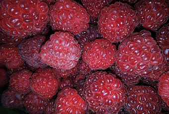 Ягодка опять: маска из малины – и кожа лица сияет здоровьем