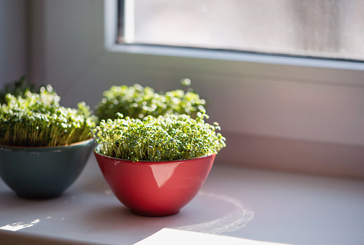 Сад на окне многоэтажки: как вырастить зелень в квартире