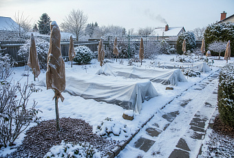 7 зимних укрытий для растений, которые заменят еловый лапник