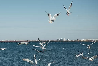 Черное море снова прогревается: +17 градусов у берегов Сочи и Геленджика