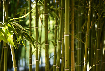 Не только растение: почему бамбук точно приживется в вашей квартире