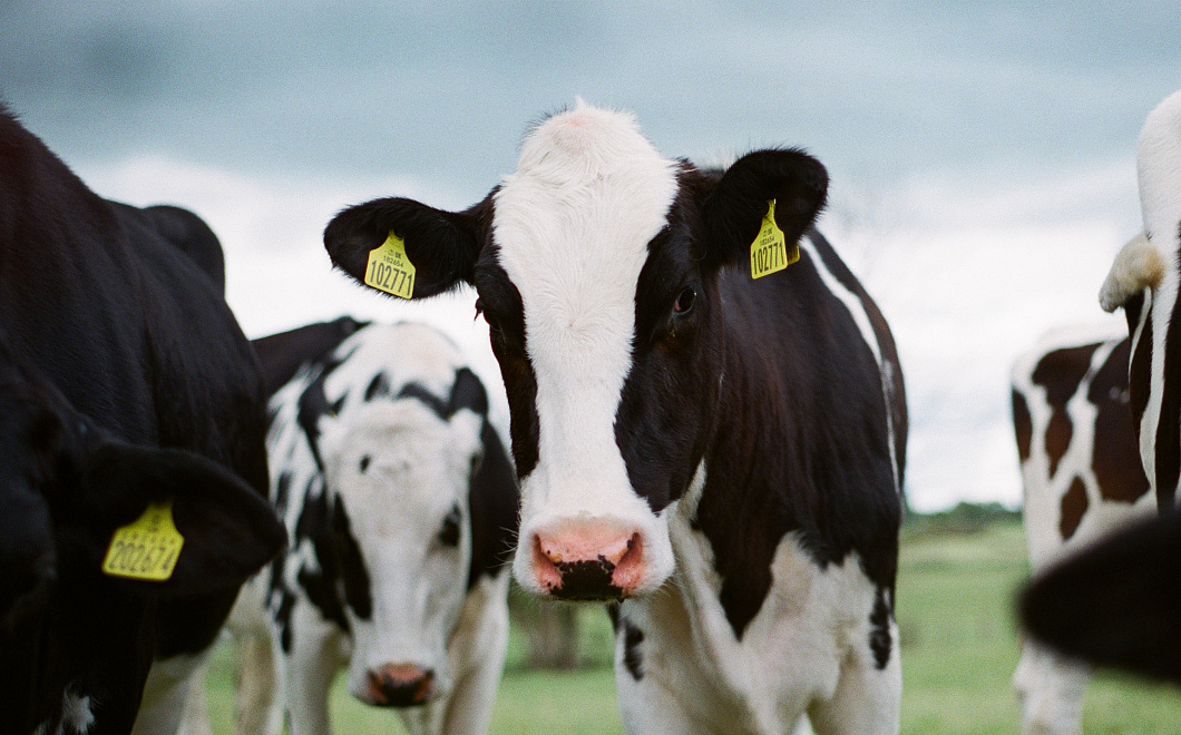 Поддержка фермеров и увеличение поголовья: в Краснодарском крае обсудили прогресс отрасли животноводства