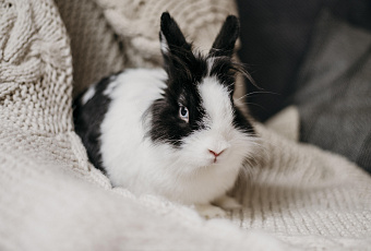 Не так прост, как кажется: чем отличается уход за декоративными кроликами