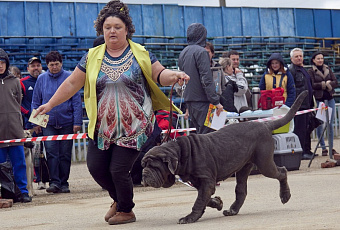 Ты такой, как я: почему собаки похожи на своих хозяев
