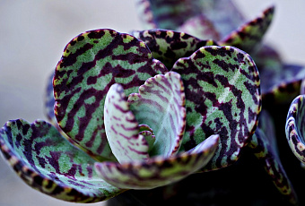 Комнатный доктор: рецепт целебной мази на основе каланхоэ 