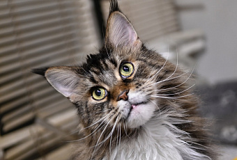 Скажите, как его зовут: почему коты не всегда откликаются на свое имя