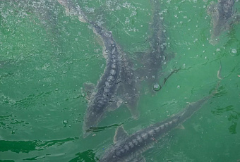 Русский осётр впервые за 20 лет начал формировать зимовальные скопления в Азовском море