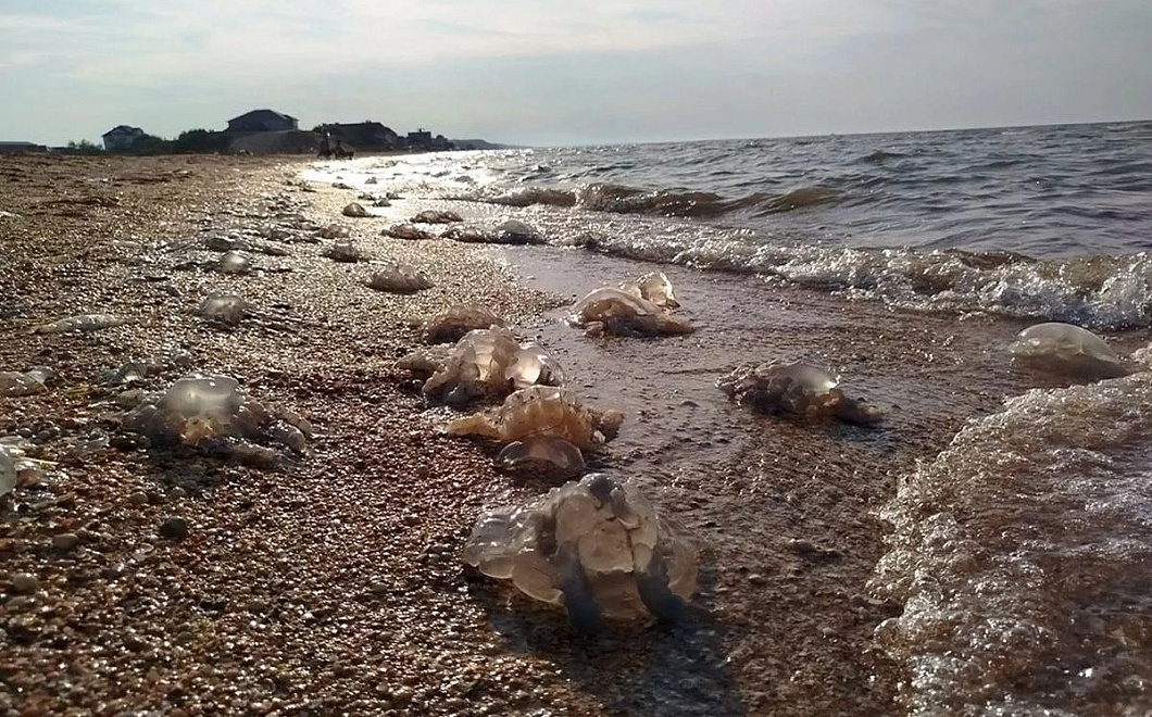 В Азовском море у курортов начнут эксперимент по вылову медуз
