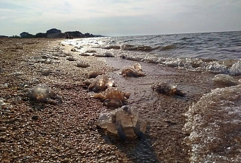 В Азовском море у курортов начнут эксперимент по вылову медуз