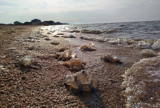 В Азовском море у курортов начнут эксперимент по вылову медуз
