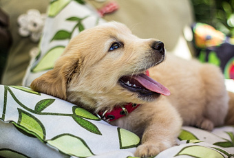 В Россию могут вернуться итальянские производители кормов