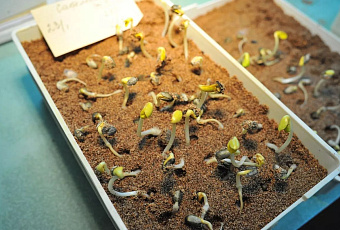 Кубанские ученые получили премию Правительства РФ за инновационный комплекс