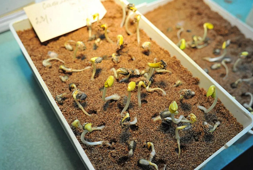 Кубанские ученые получили премию Правительства РФ за инновационный комплекс