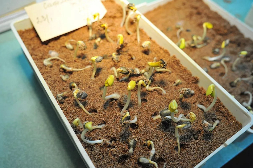 Кубанские ученые получили премию Правительства РФ за инновационный комплекс