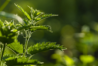 Главный противник детства: крапива может быть очень полезной