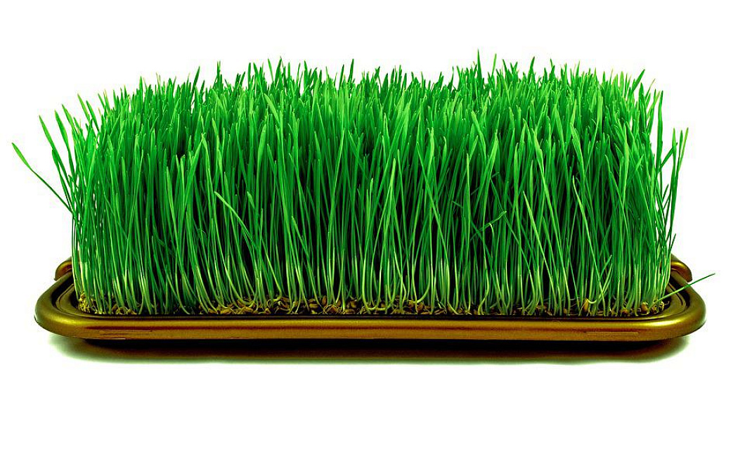 Пророщенная пшеница – природный эликсир жизни