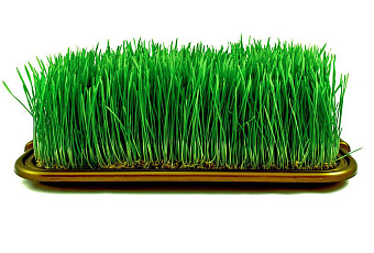 Пророщенная пшеница – природный эликсир жизни