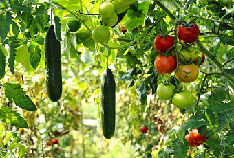 Санта Барбара на грядке: какие огородные растения враждуют друг с другом