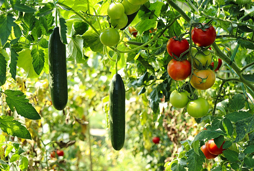 Санта Барбара на грядке: какие огородные растения враждуют друг с другом