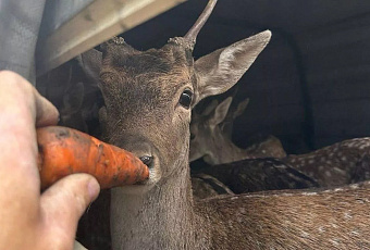Пятнадцать европейских ланей выпустили в заказник под Горячим Ключом
