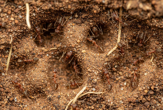 Гигантские муравьиные суперколонии создают подземные города длиной 6 тысяч километров