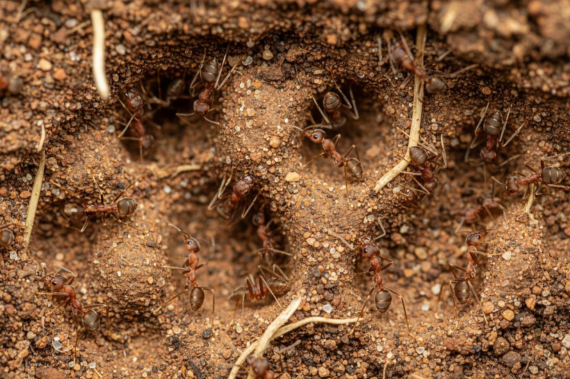 Гигантские муравьиные суперколонии создают подземные города длиной 6 тысяч километров