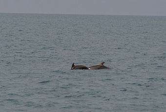 Дельфины и лошади стали главными ассоциациями россиян с Кубанью