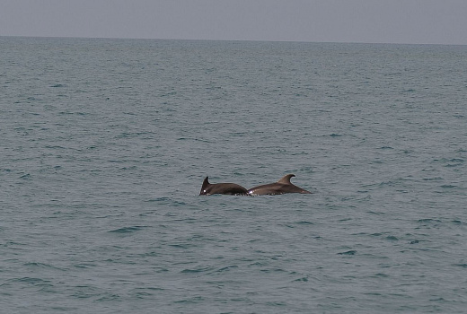 Дельфины и лошади стали главными ассоциациями россиян с Кубанью