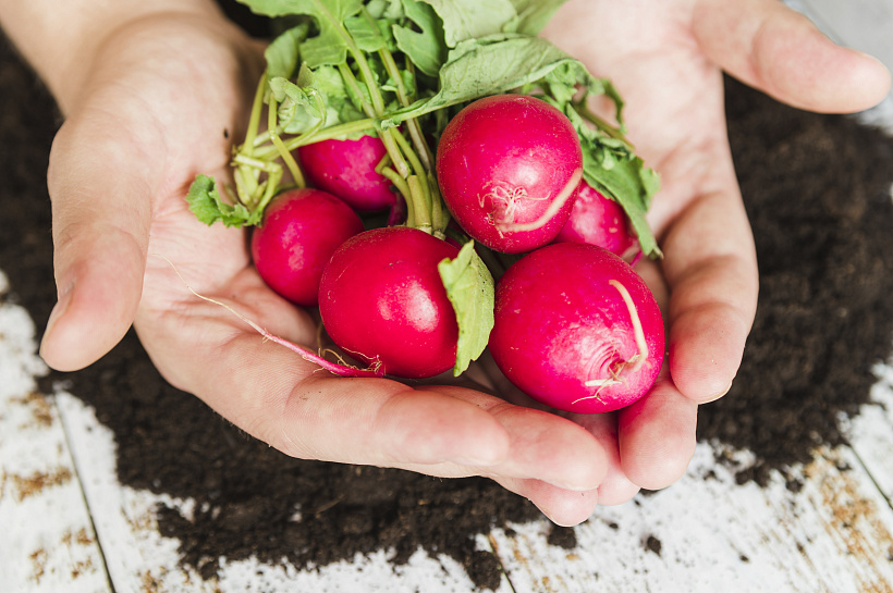 Редиска мечты: секреты сладкого и качественного урожая