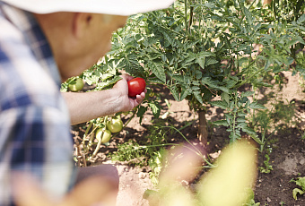 Помидоры на даче: залог выращивания вкусных плодов