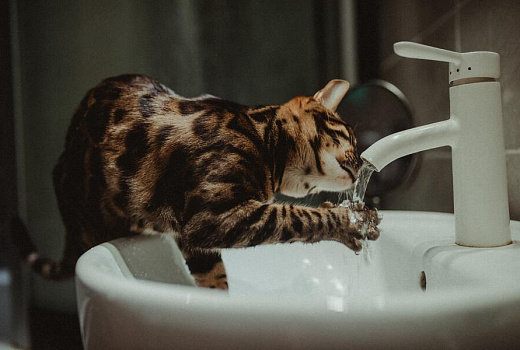 Депутат предложил сократить срок выключения горячей воды 