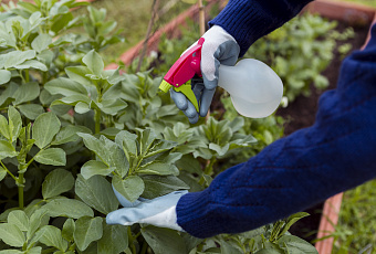 Плесень в огороде: как спасти урожай и защитить растения