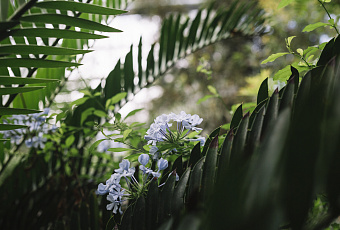 В Сочи в 2025 году высадили более 33 тысяч деревьев и кустарников