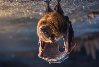 Летучие мыши с бешенством угрожают здоровью людей в США