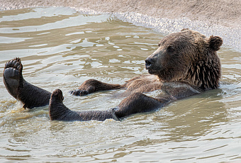 Это Россия, детка: переплывающего в дождь реку медведя сняли на видео