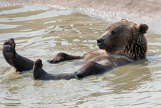 Это Россия, детка: переплывающего в дождь реку медведя сняли на видео