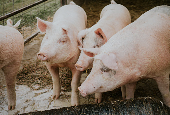 В Японии создадут ферму клонированных свиней для пересадки органов людям